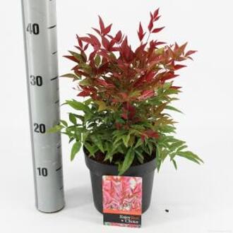 Hemelse bamboe (Nandina domestica “Obsessed”®) heester - 25-30 cm - 6 stuks