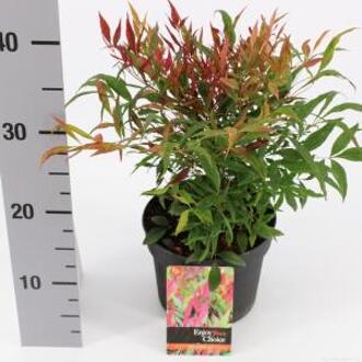 Hemelse bamboe (Nandina domestica “Tuscan Flame”®) heester - 20-30 cm - 6 stuks