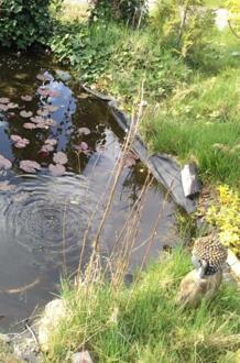 Het Grote Voorleesboek - Ans Linders