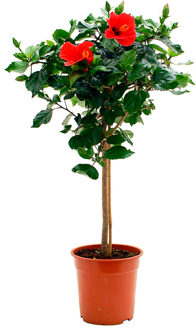 Hibiscus op stam rood (Chinese Roos) - P 19 cm