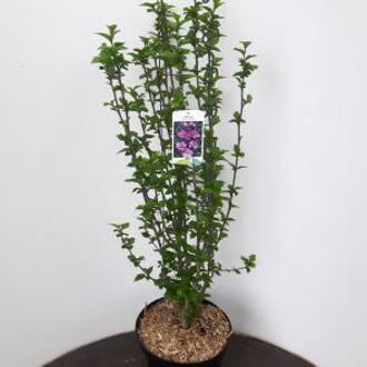 Hibiscus syriacus Ardens - 80 - 90 cm - 5 stuks