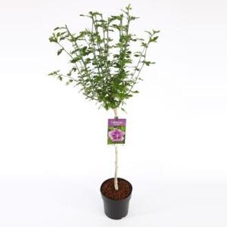 Hibiscus syriacus Ardens op stam - Stam 60 cm - 9 stuks