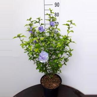 Hibiscus syriacus Blue Chiffon - 60 - 80cm - 5 stuks