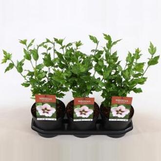 Hibiscus syriacus Hamabo - 40 cm - 3 stuks