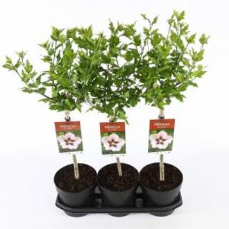 Hibiscus syriacus Hamabo op stam - Stam 30 cm - 3 stuks