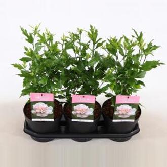 Hibiscus syriacus Lady Stanley - 3 stuks
