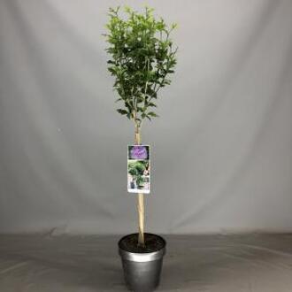 Hibiscus syriacus Lavender Chiffon op stam - 3 stuks