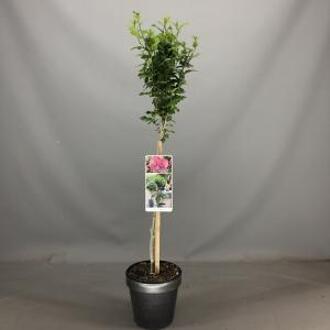 Hibiscus syriacus Magenta Chiffon op stam - 3 stuks