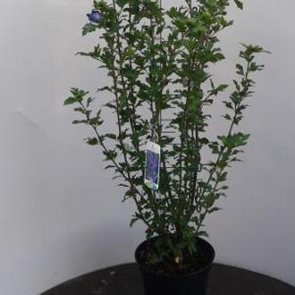 Hibiscus syriacus Marina - 80 - 100 cm - 5 stuks