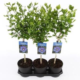 Hibiscus syriacus Marina op stam - stam 30 cm - 3 stuks