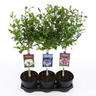 Hibiscus syriacus Mix op stam - Stam 30 cm - 21 stuks