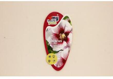 Hibiscus syriacus Monstrosus - 40 cm - 3 stuks