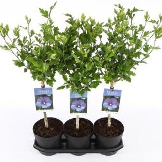 Hibiscus syriacus Oliseau Blue op stam - Stam 30 cm - 3 stuks