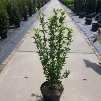 Hibiscus syriacus Red Heart - 80 - 100cm - 5 stuks