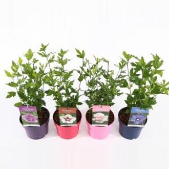 Hibiscus syriacus Ton Sur Ton Mix - 21 stuks