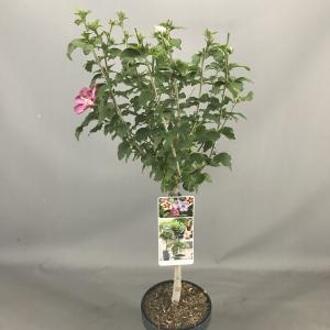 Hibiscus syriacus Tricolour op stam - Stam 50 cm - 3 stuks