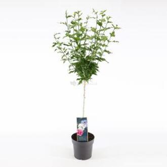 Hibiscus syriacus Tricolour op stam - Stam 60 cm - 10 stuks