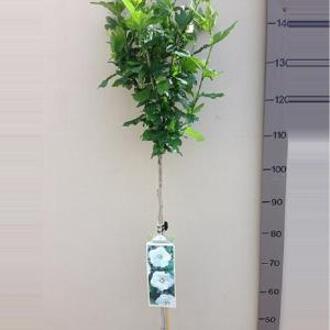 Hibiscus syriacus W. R. Smith op stam - Stam 110 cm - 8 stuks