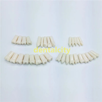High Quality 32PCS/Bag Resin Simulation Tooth Grain Dental Model For Dentist Exam Preparation Teaching