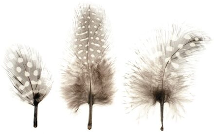 Hobby/knutsel Parelhoen veren - 15x stuks - hobby/decoratie materiaal Bruin