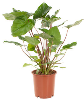 Homalomena Rubescens Maggy - P 24 cm