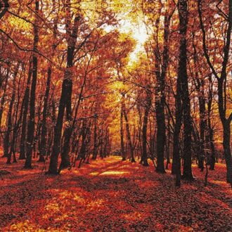 Home fashion herfst servetten, formaat 33 x 33 cm. - autumn forest
