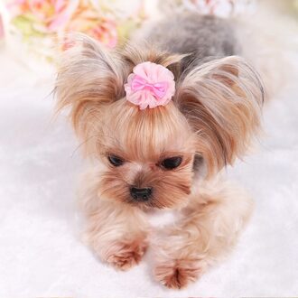 Hond Bubble Haarspeld Organza Leuke 1 stuk Huisdier VIP Teddy Bloem roze Paars blauw Groen