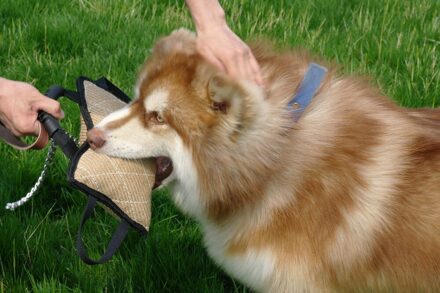 Hond Training Bite Sleepboten Huisdier Beet Kussen Jute Hondenbeet Mouw Voor Training Jong Malinois Rottweiler Duitse Herder 4