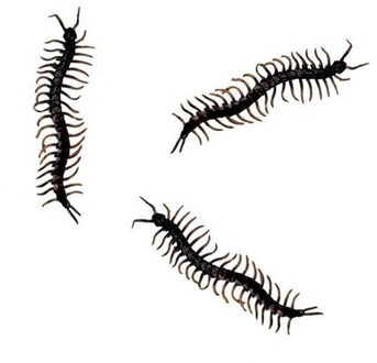 Horror decoratie nep duizendpoten - 24x stuks - zwart - 13 cm - Halloween/horror dieren insecten