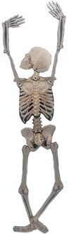 Horror/Halloween skelet - klimmend - 150 cm - kunststof - hangdecoratie Creme
