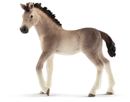 Horse Club Andalusian foal
