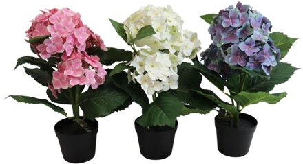 Hortensia In Pot 40 Cm