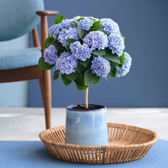 Hortensia Magical op stam (blauw) - Hydrangea Revolution - P14