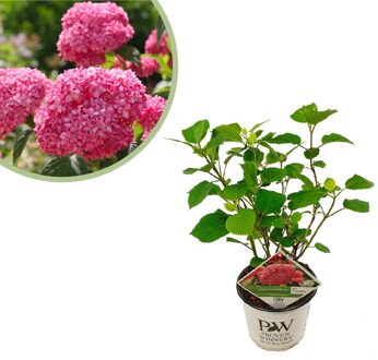 Hortensia Pink Annabelle - Hydrangea Arborescens - P19