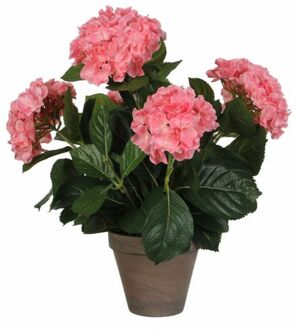 hortensia roze in pot stan grijs d13,5 maat in cm: