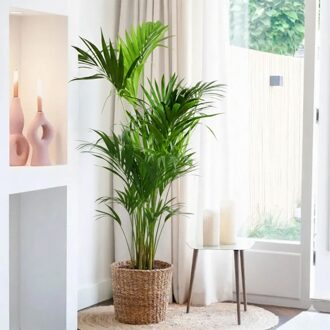 Howea forsteriana - Kentia Palm - P27