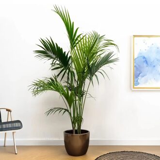 Howea Forsteriana - Kentiapalm - P31