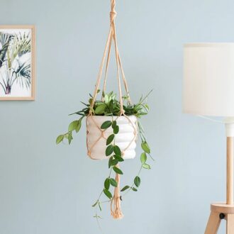 Hoya Burtoniae - P14