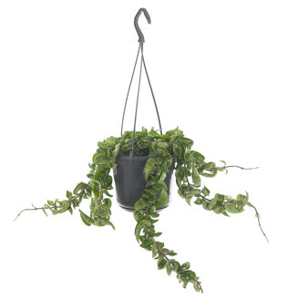 Hoya Carnosa 'Compacta' (Krinkle Kurl) - P 15 cm