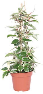 Hoya Carnosa 'Krimson Queen' - P 17 cm