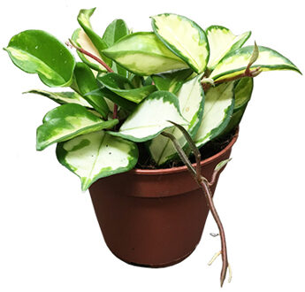 Hoya Carnosa 'Tricolor' P 12 cm