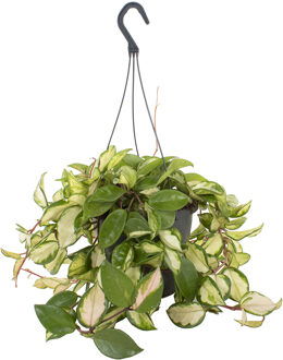 Hoya Carnosa Tricolor - P 19 cm