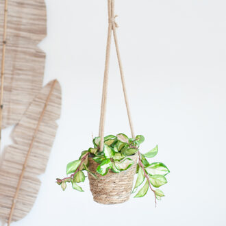 Hoya Carnosa Tricolor - Wasbloem - P14