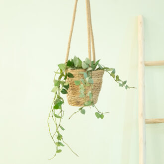 Hoya Krohniana Silver Eskimo - P12