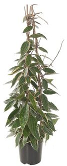 Hoya 'Macrophylla' P 21 cm