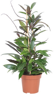 Hoya Pubicalyx - P 17 cm