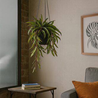 Hoya Wayetii Tricolor - Wasbloem (hangplant) - P14