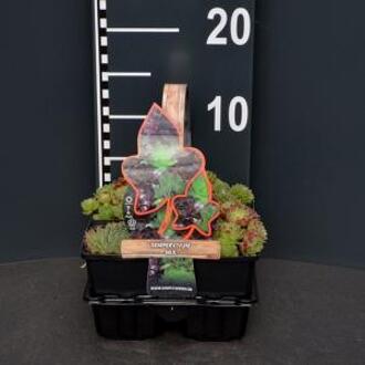 Huislook mix (sempervivum mix) bodembedekker - 4-pack - 1 stuks