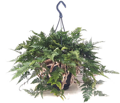 Humata Tyermannii (Hazenpootvaren) P 20 cm