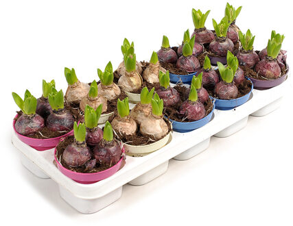 Hyacinten mix package 10 stuks (3 bollen per potje) - P 12 cm
